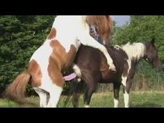 Horse mating real cuckold | Adult images) Horse mating real cuckold | Porno foto)