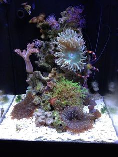647 best saltwater tank