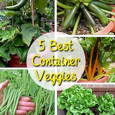 5 container gardening mistakes to avoid container gardening gardens and plants - Container Garden Ideas Vegetables 5 container gardening mistakes to avoid container gardening gardens and plants - Container Garden Ideas Vegetables