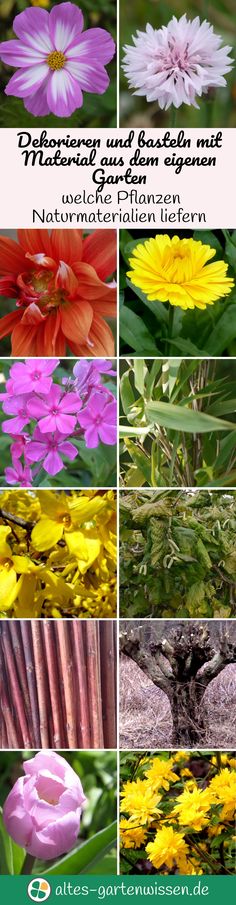 altes-gartenwissende (altesgartenwissende) on Pinterest - gartenpflanzen winterhart immergrun altes-gartenwissende (altesgartenwissende) on Pinterest - gartenpflanzen winterhart immergrun