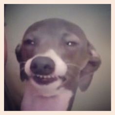 27 best i am an cermet images on pinterest greyhounds funny dogs