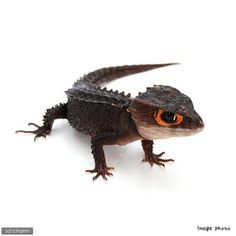ぺパンズモンスターズ のアイデア 47 件 ポケモンの描き方 ポケモン 動画 トカゲ かわいい ぺパンズモンスターズ のアイデア 47 件 ポケモンの描き方 ポケモン 動画 トカゲ かわいい