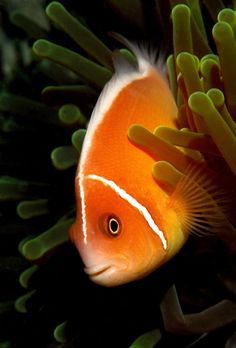 109 best ocean life