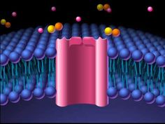 how facilitated diffusion works hd animation playlist cool how facilitated diffusion works