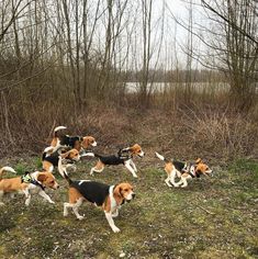 Beagle Cuteness Overload Beagle Hunting Beagle Hunting Dogs