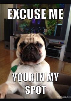 462 best funny pugs