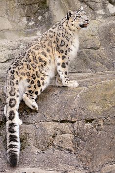 Djamila climbing door Tambako the Jaguar op Flickr. Snow leopards have extremely long, and beautiful tails