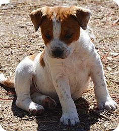 Boxer Puppies In Palm Beach County Boxer Puppies In Palm Beach County