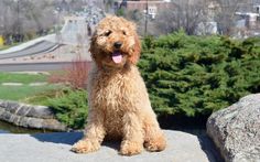 29 Best Standard Poodles Images Dog Irish Doodle Puppieoyen Poodle Puppies By Darling Doodles Is Located In Carson City Nv Close To San Francisco California