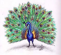 image result for peacock drawing realistic