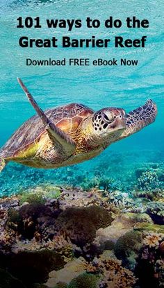 162 best daintree rainforest