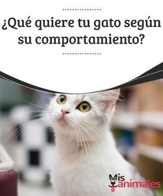 De 2019Perro Gatos GatoCosas Las Para Mejores En 110 Imágenes JK3Tl1cF