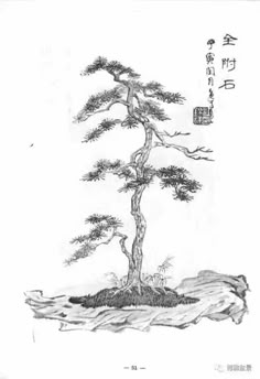 23 best bonsai drawings