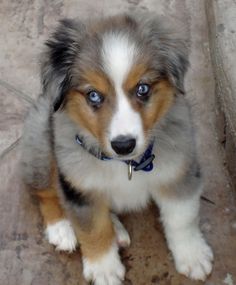 4 month old miniature australian shepherd welcome to barkl miniature australian shepherds pups pinterest 4 month old miniature australian shepherd welcome to barkl miniature australian shepherds pups pinterest