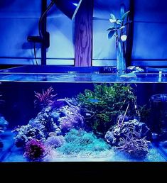 19 best reef cube