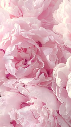 Pink Peonies Iphone Wallpaper Fashion Flower Flowers Peonies Wallpaper For Your Iphone 6 Plus From Everpix