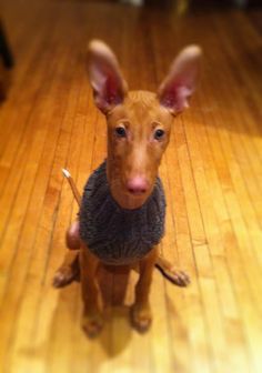 102 Best Pharaoh Hound Images Dog Breeds Pharaoh Hound Dog Breeds