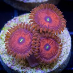 7 best long tentacle