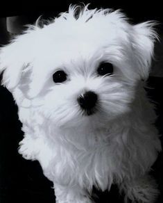 Untitled Cute Animals Puppies