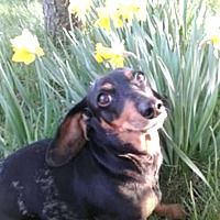 Available Pets At Oregon Dachshund Rescue Inc In Portland Oregon