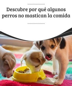 900 Ideas De Perruno En 2021 Perruno Perros Mascotas
