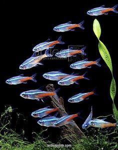 24 best neon tetra