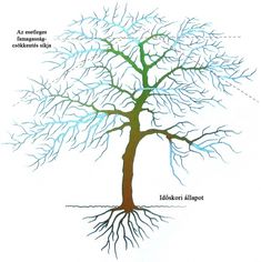 vírusos papilloma humán papillomavírus diagram
