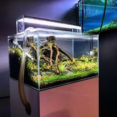 53 best planted aquarium