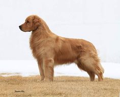 golden retriever haircut golden retriever haircut