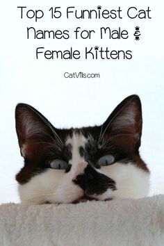 11 Awesome Kitten Names Boy Images Cat Supplies Dog Pets Looking For Some Of The Funniest Cat Names Your New Kitten We Ve