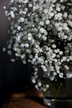 Matricaria On Available In White Or Yellow About The Size Of Charleston Gardens Language Of Flowers