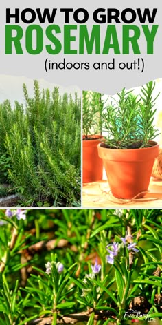 Outdoor, Decoration, Diy, Growing Rosemary Indoors, How To Grow Rosemary, Growing Rosemary, Grow Rosemary, Growing Herbs, Rosemary Plant Care