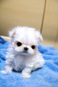 Micro Teacup Maltese Ack Registeredtext Us 3607478605