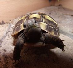 17519 best russian tortoise