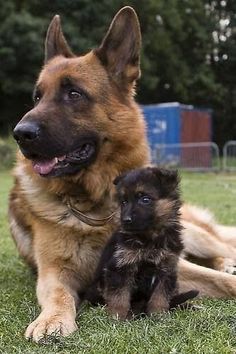 Naked girl german shepard think Amusing answer naked girl german shepard confirm