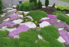 99 Alpine Gardens Ideas Alpine Garden Plants Alpine Plants<script async src=