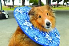DIY Comfy Dog Cone | How to Make a Homemade Dog Cone ...