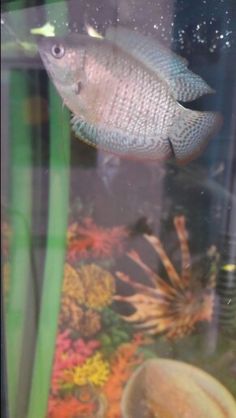 13 best fish images