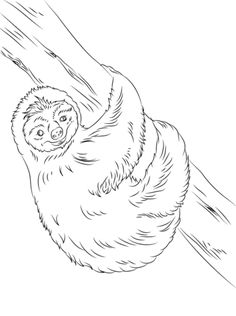 Cute Sloth Coloring Page From Sloths Category Select 29179 Printable Crafts Of Cartoons