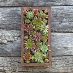Succulent Wall Art etsy - artificial succulent wall art | apartment wish list Succulent Wall Art etsy - artificial succulent wall art | apartment wish list