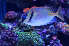 1439 best reef aquarium