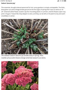 Grande fetthenne Black Beauty-Sedum telephium