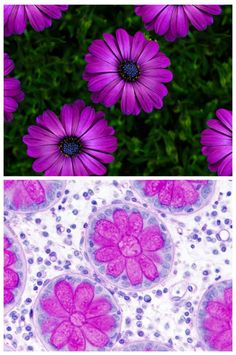 66 best histology images on pinterest laboratory humor lab tech