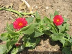 Pink Flowering Succulent Plant Identification Anemonespink