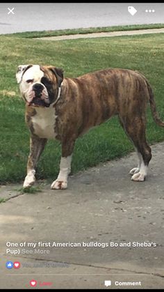 Old English Bulldog Glasgow Lanarkshire Pets4homes English