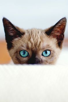 493 best cat faces