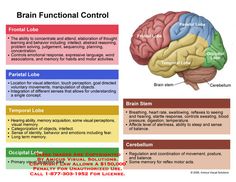 The Human Brain Diagram Worksheet School Brain Chart And Functions Of Parts Design Articles That Re So Overwhelmed By Lot Diagram Functi