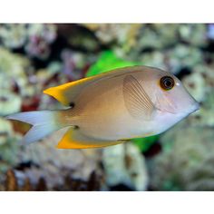 white cheek tang a