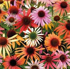 Pack x6 Arrière Fuchsia /"Cascade/" Summer Garden PLUG plantes