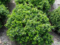 You tell Buxus microphylla var japonica morris midget final Buxus microphylla var japonica morris midget matchless